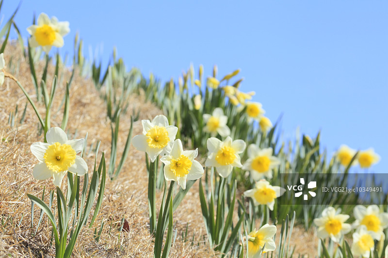那喀索斯图片素材