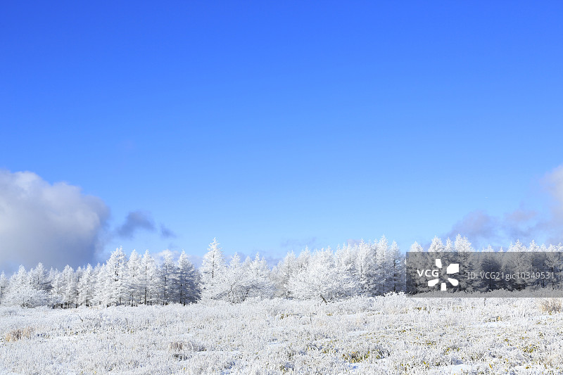 雾凇树木图片素材