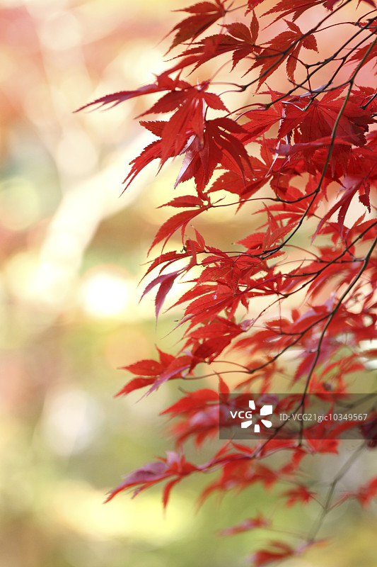 秋天的落叶图片素材