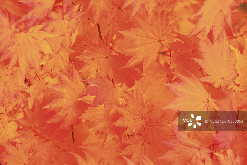 秋天的落叶图片素材