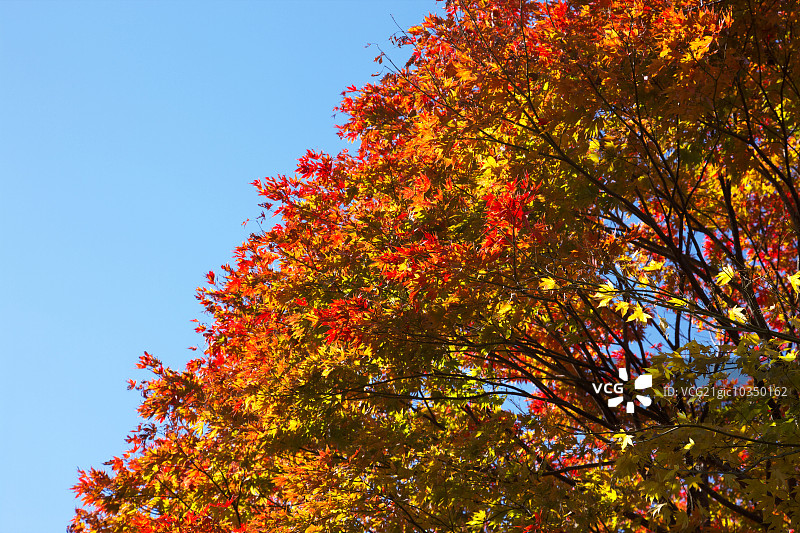 秋天的落叶图片素材
