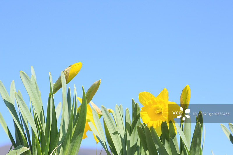 那喀索斯图片素材