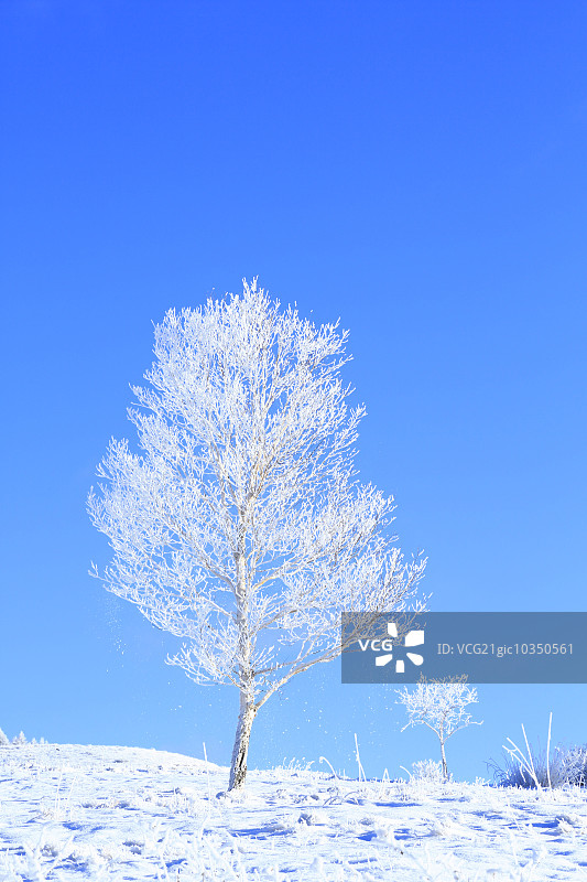 雾凇树木图片素材
