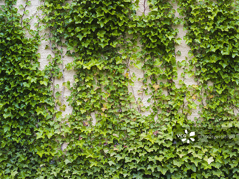 砖墙上茂盛的常春藤图片素材