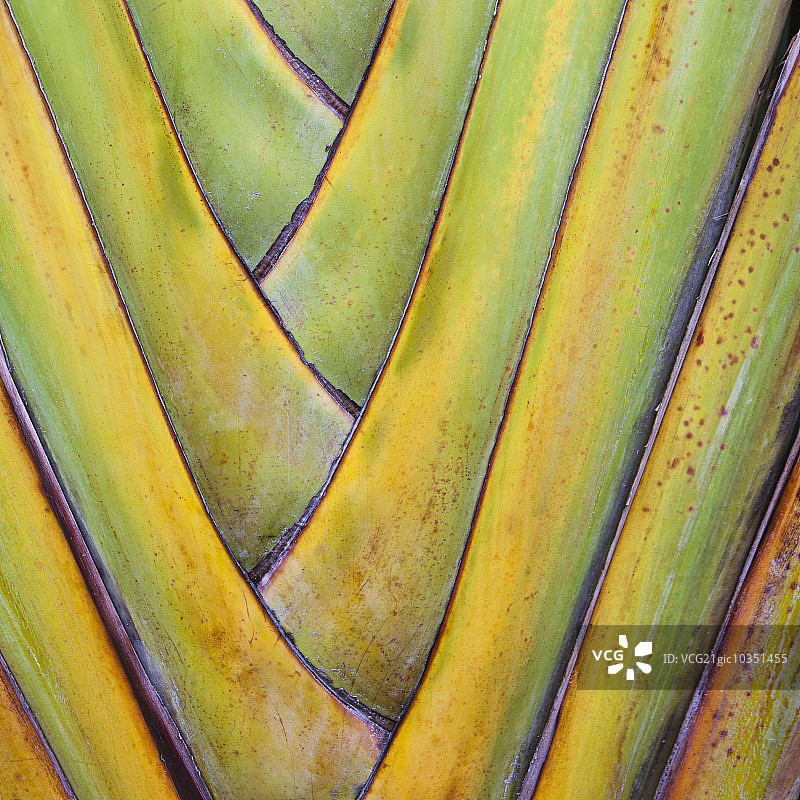 墨西哥图卢姆的扇形棕榈树图片素材