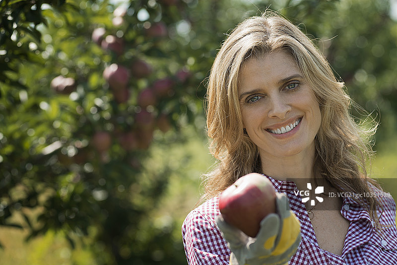 手持新鲜采摘苹果的年轻有机农场女农图片素材