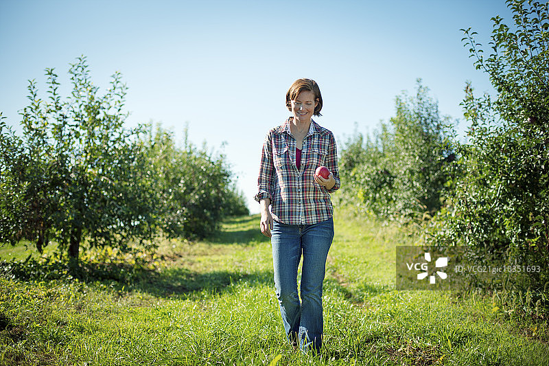 在有机水果农场的果园里采摘苹果的格子衬衫女人图片素材