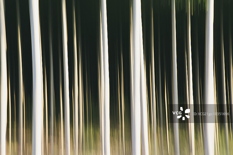 笔直树干的白杨树，美国俄勒冈州图片素材