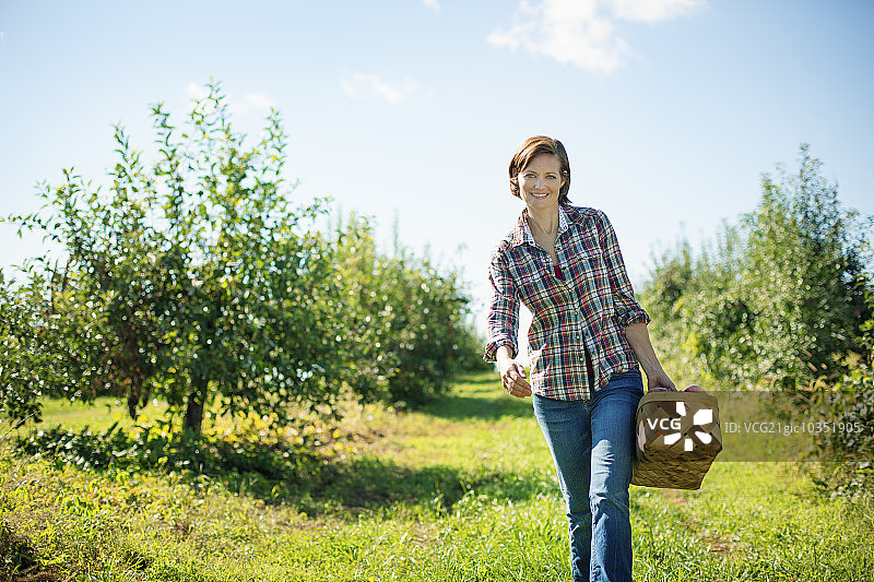 身穿格子衬衫的女人在有机水果农场的果园里采摘苹果，手提柳条筐图片素材