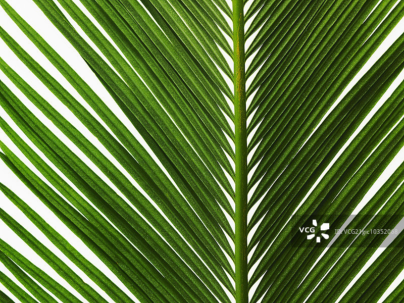 特写镜头下的有光泽的绿色棕榈叶，具有中央肋和成对的叶图片素材