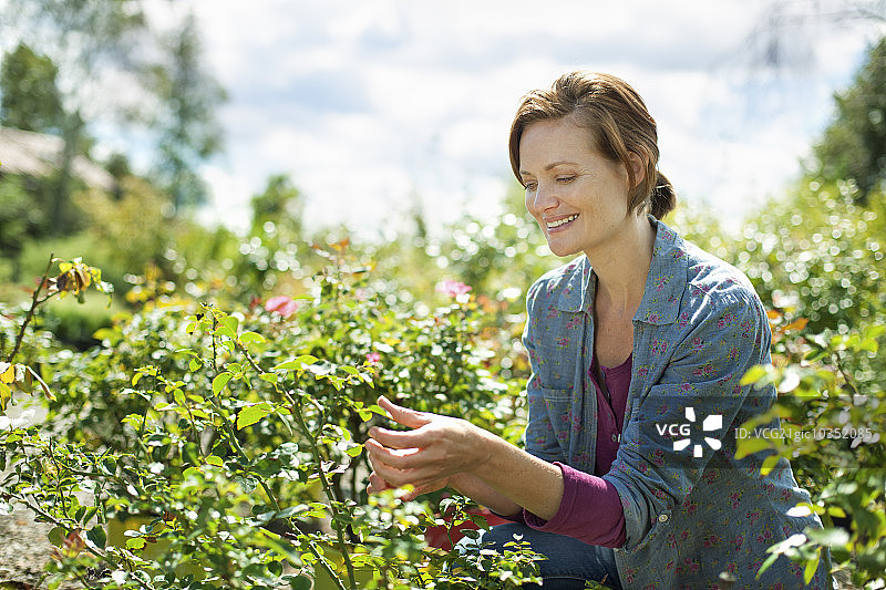 穿着蓝色衬衫的女人在有机农场的玻璃温室里工作图片素材