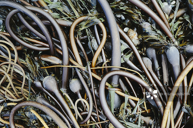 美国里亚托海滩上冲上岸的一堆巨藻图片素材