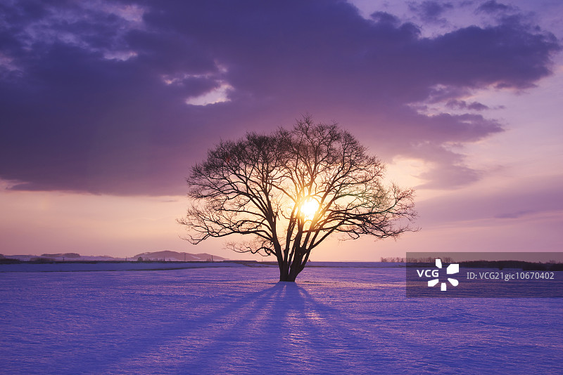 雪地和晨曦中的日本榆树图片素材
