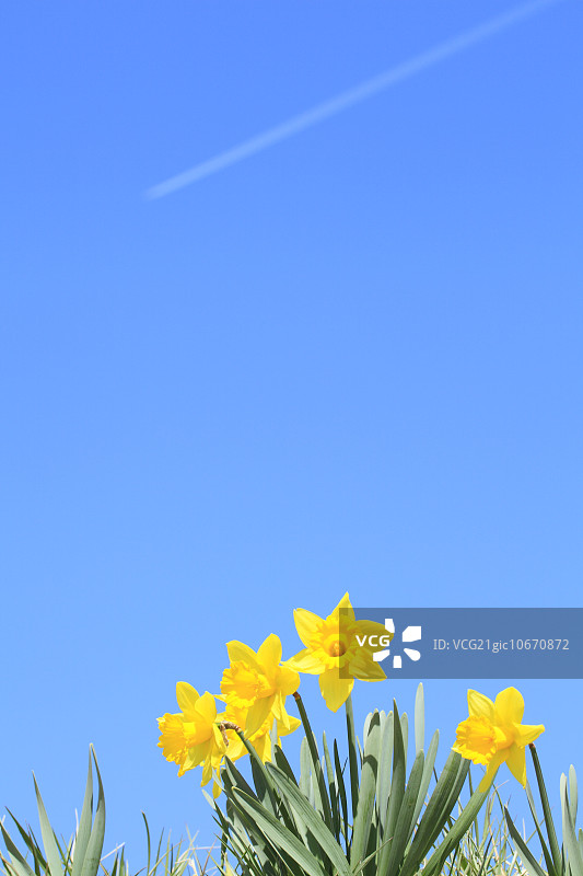 水仙花与天空图片素材
