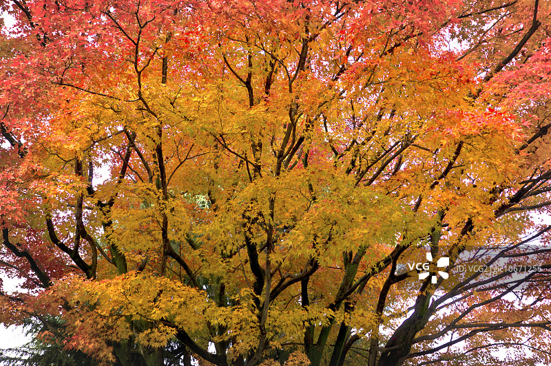 秋天的落叶图片素材