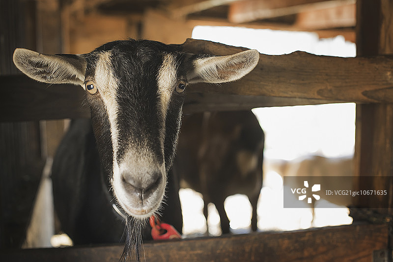 有机农场里的山羊图片素材