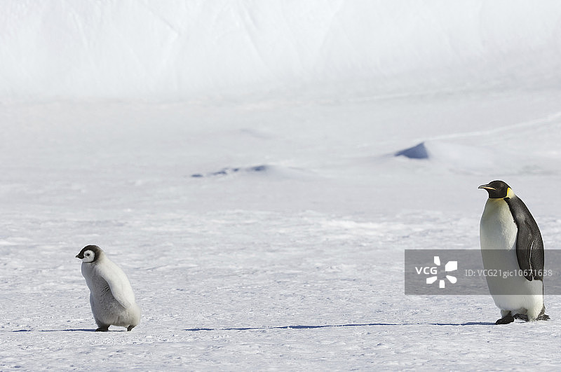 雪山岛上，成年帝企鹅照看小企鹅图片素材