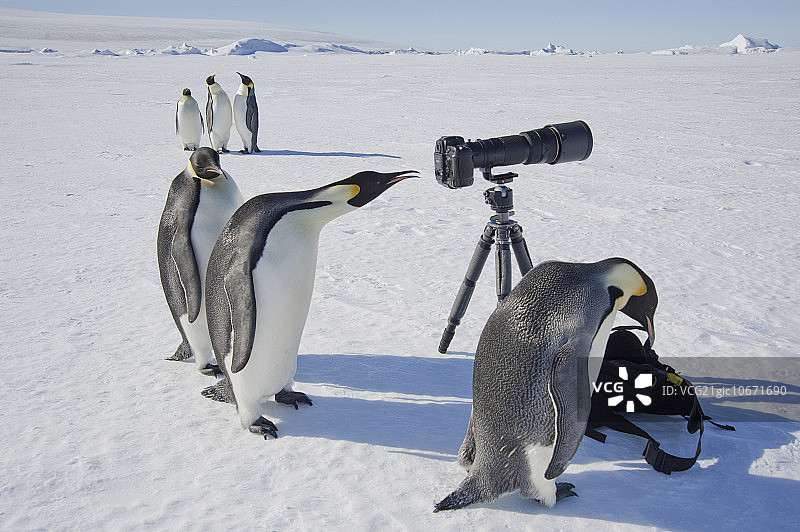 一群好奇的帝企鹅在雪山岛的冰面上看着相机和三脚架，一只鸟从取景器里往外看图片素材