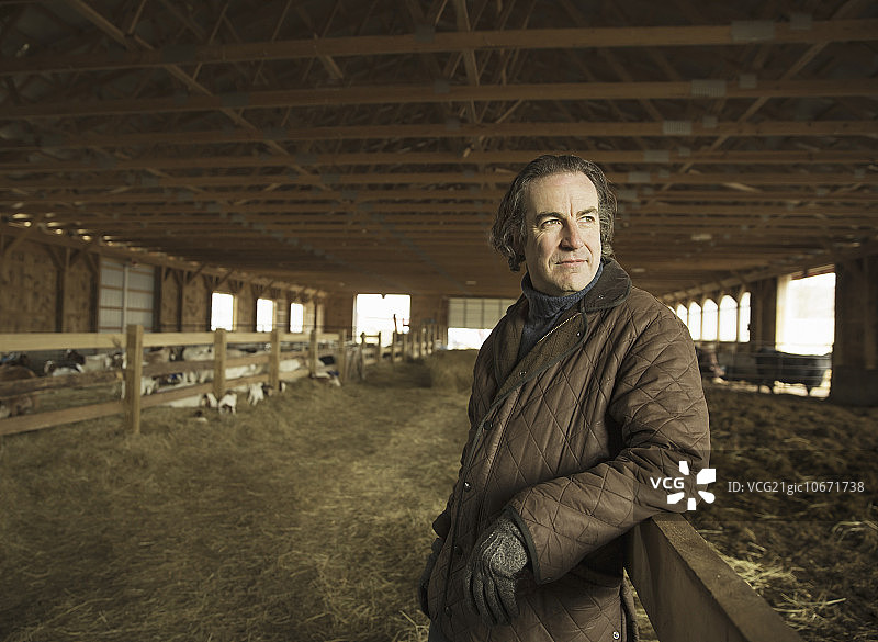 纽约州冷泉镇冬季的有机农场。牲畜棚里的农民和产羔期的羊。图片素材