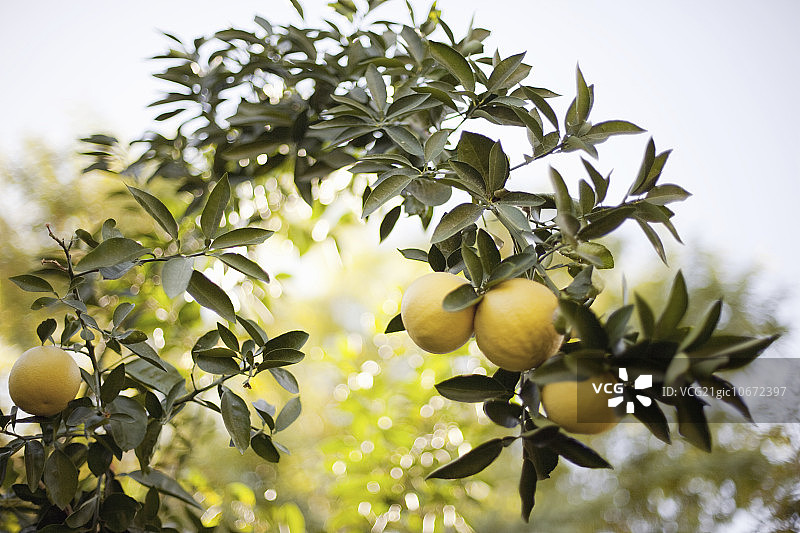 树木果实的拱形编织物，树枝上结着黄色柠檬，有机柑橘图片素材
