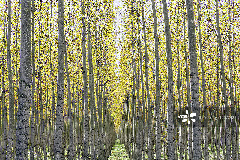 俄勒冈州彭德尔顿附近树木农场上成排的商业种植杨树图片素材