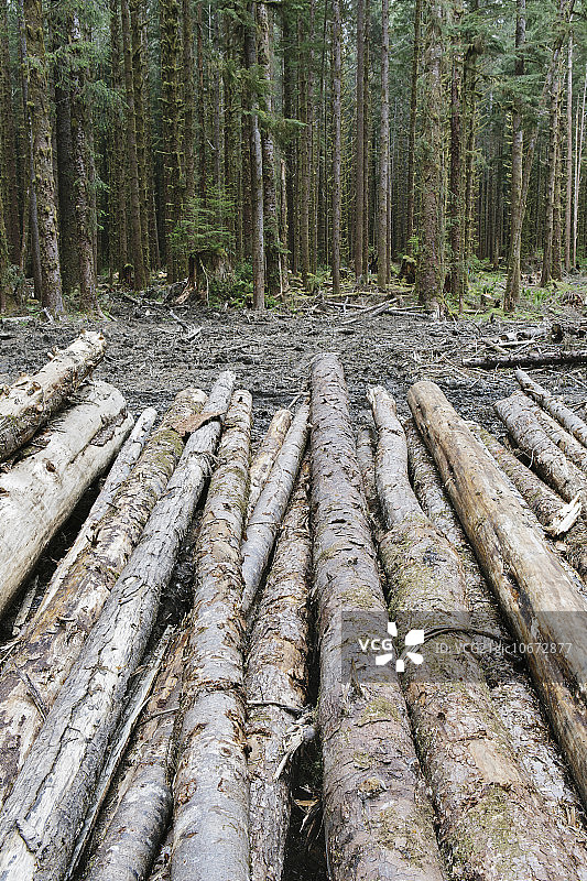 奥林匹克国家森林公园霍赫雨林近期砍伐的西特卡云杉和西部铁杉原木图片素材