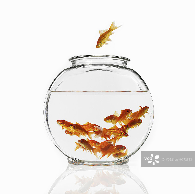 金鱼在碗里游泳图片素材