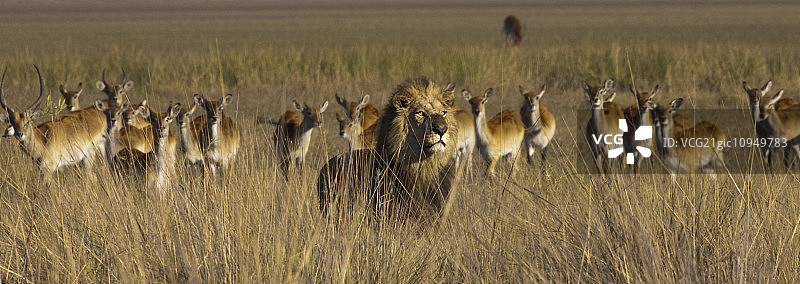 非洲狮与莱栖羚羊，博茨瓦纳杜巴平原图片素材