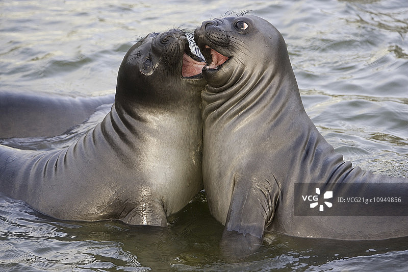南乔治亚岛上的南象海豹，在海滩上互相面对图片素材
