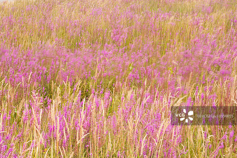 美国俄勒冈州阿斯托利亚的科普兰猫头鹰三叶草图片素材