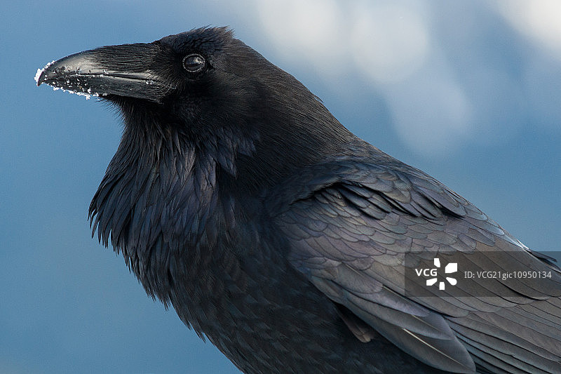 喙上带雪的乌鸦，学名：Corvus corax，美国华盛顿州奥林匹克国家公园图片素材