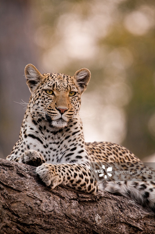 博茨瓦纳乔贝国家公园的豹子图片素材