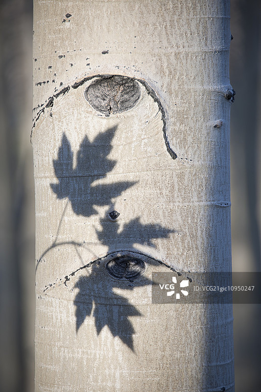 具有光滑白色树皮的白杨树，树干上有三片枫叶的轮廓阴影图片素材