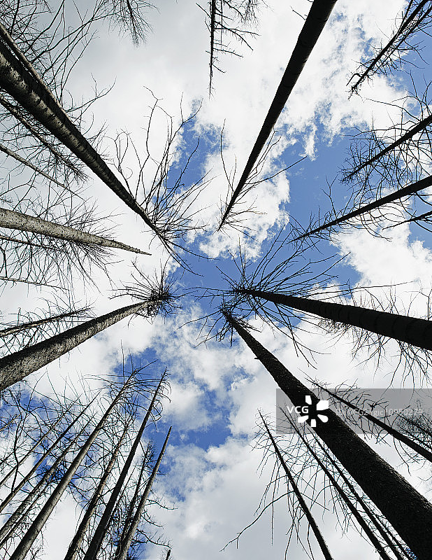 受损森林的低角度仰视（2012年桌山火灾），奥卡诺根-韦纳奇国家公园，靠近布卢伊特山口图片素材