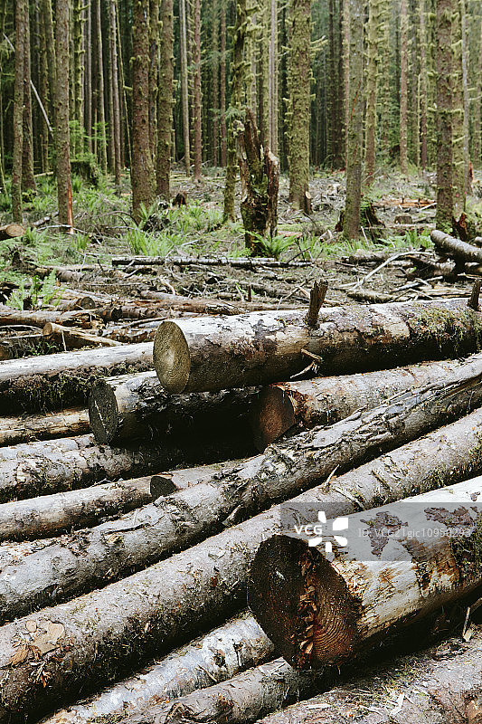 奥林匹克国家森林公园霍赫雨林中新砍伐的西加云杉和西部铁杉原木图片素材
