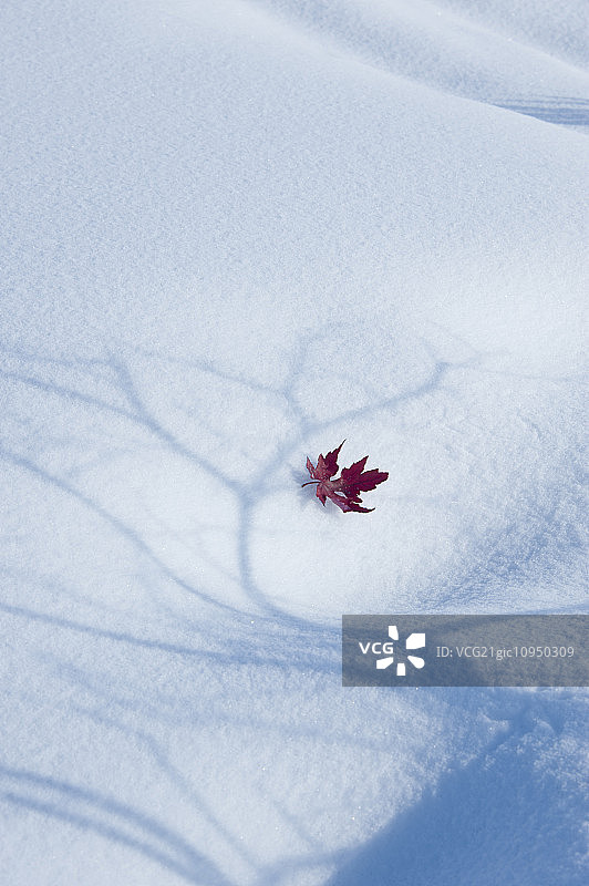 一片秋天的红色枫叶落在雪地上，树的影子与白色表面上的伸展的树枝图片素材
