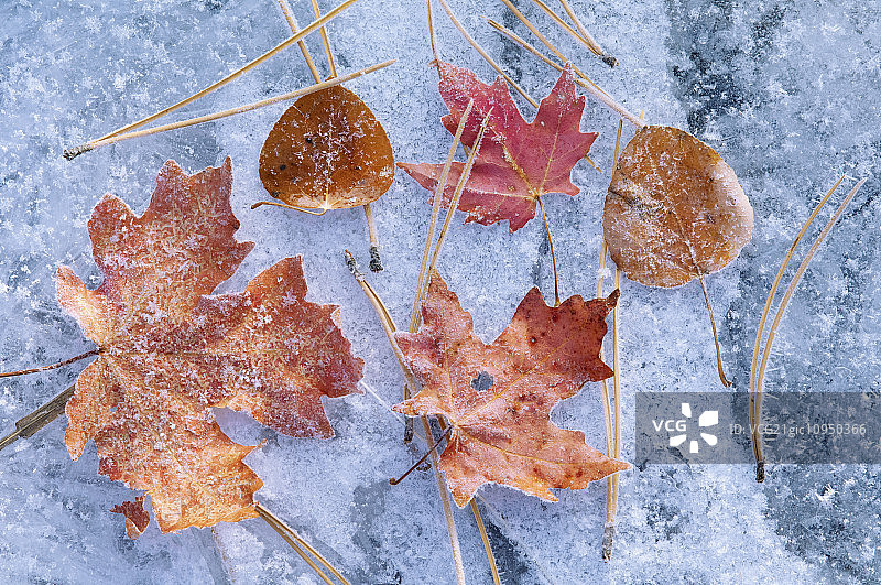 秋季的枫树和白杨树叶图片素材