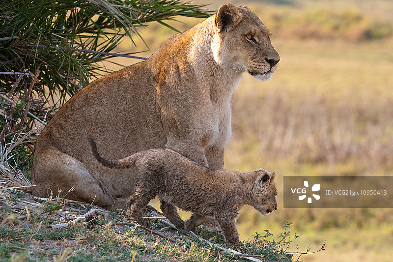博茨瓦纳杜巴平原的非洲狮和幼崽图片素材
