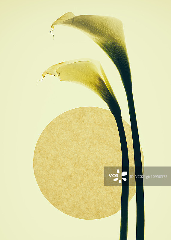 奶油色背景上的马蹄莲图片素材