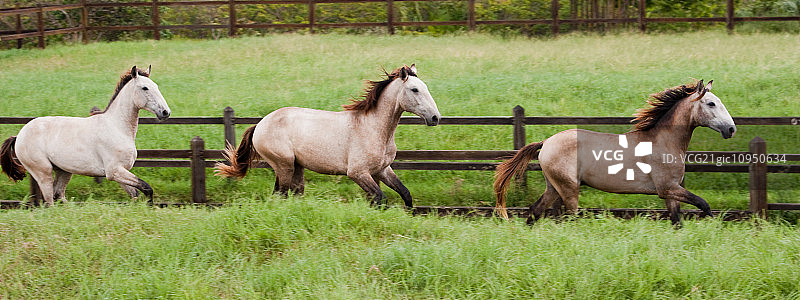 巴西巴伊亚的卢西塔诺马图片素材
