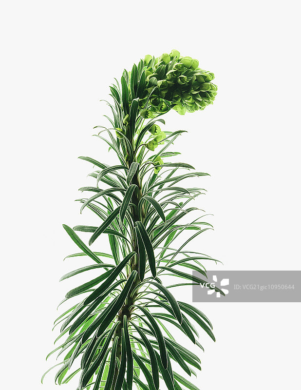 白色背景上弯曲的盛开的大戟属植物和肉质绿叶特写图片素材