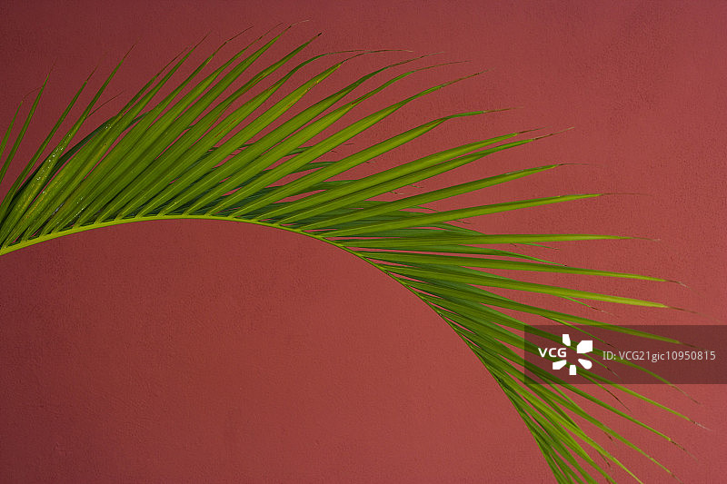 红色背景下的棕榈叶，波多黎各图片素材