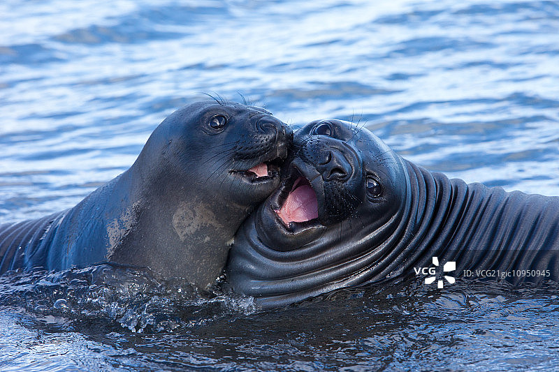 南乔治亚岛福克兰群岛的南象海豹幼崽图片素材