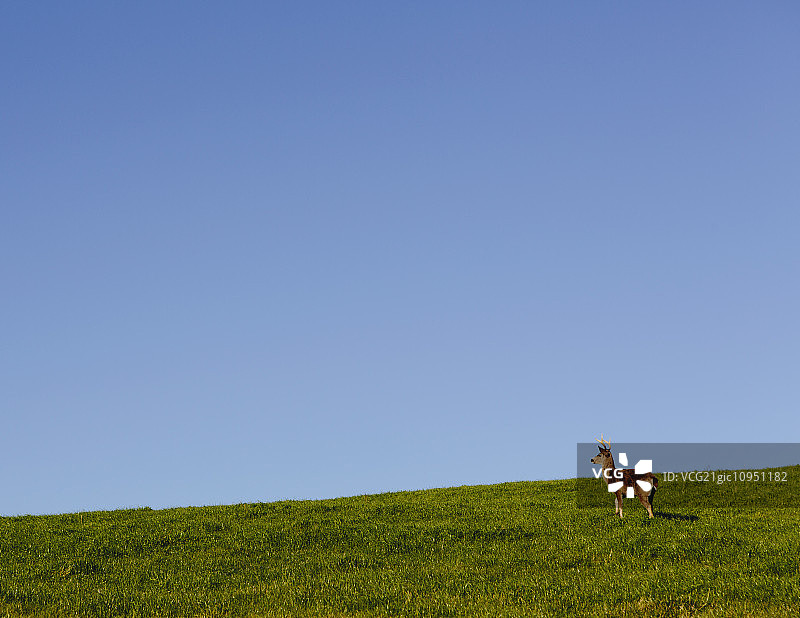在加利福尼亚州马林县雷耶斯角国家海岸草山坡上的黑尾鹿图片素材