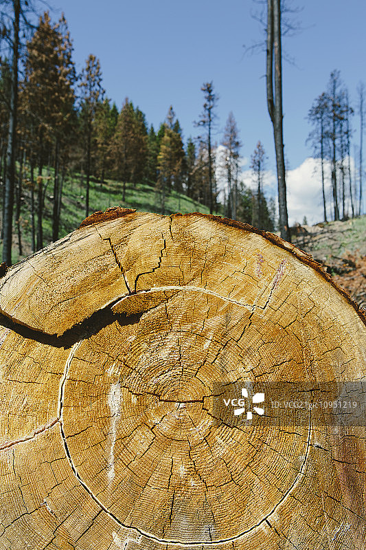 黄松树木横截面（2012年Table Mountain火灾后）图片素材