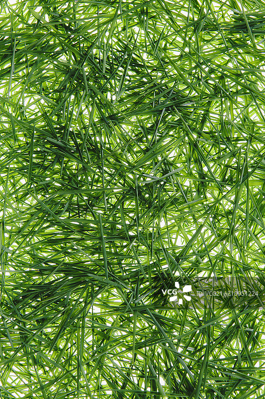 白色背景上的一堆有机小麦草图片素材