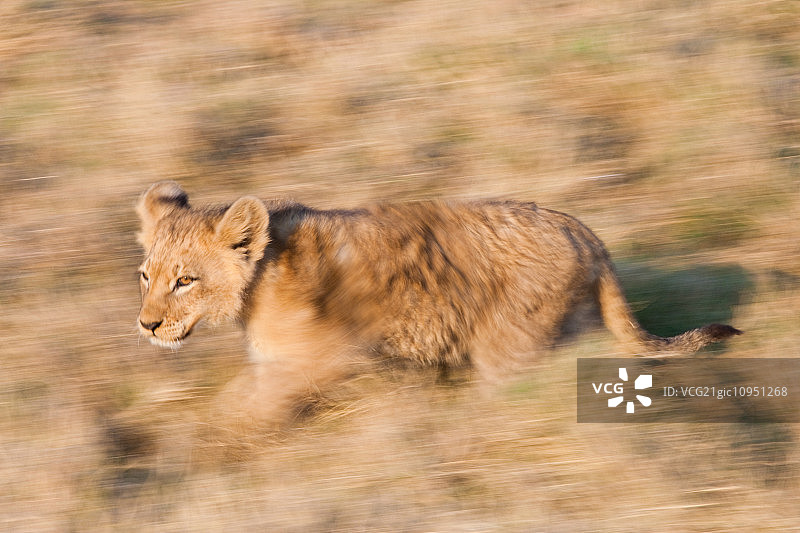 非洲小狮子，博茨瓦纳图片素材