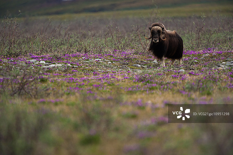 阿拉斯加北极国家野生动物保护区麝牛图片素材