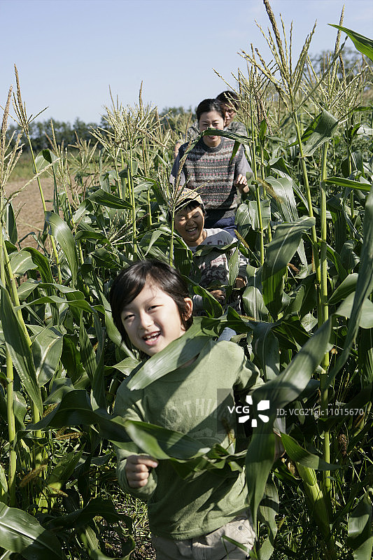 甜玉米地里的家庭图片素材