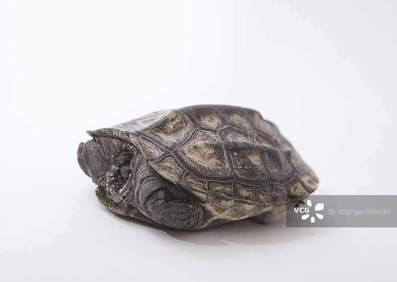 中华花龟图片素材